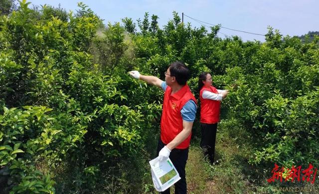 才银)"我们种植的水果是无公害产品,不使用任何农药,只用生物天敌防治