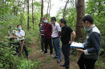 十堰市重大林业有害生物灾害防治指挥部办公室检查组来房县开展松材线虫病防治中期评估