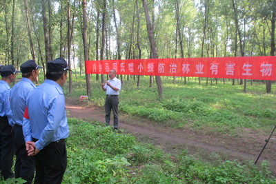 内乡县悬挂周氏啮小蜂蜂蛹防治林业有害生物