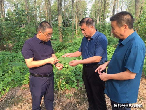 内乡飞机防治林业有害生物