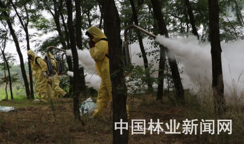 河南演练林业有害生物防控