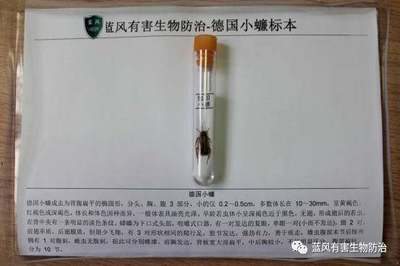 用三种方法搞定蟑螂?“四害”的危害与防治之德国小蠊